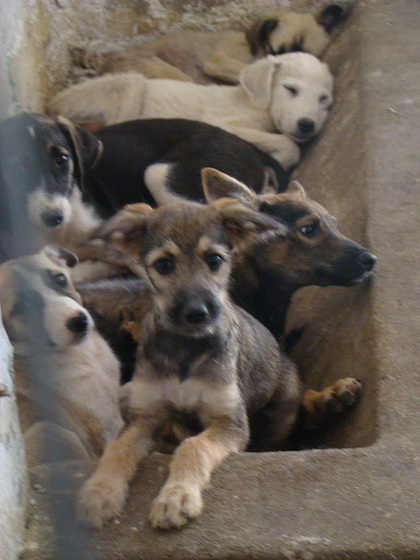 (1) 13.08.2015, Puppies from Bragadiru on death row