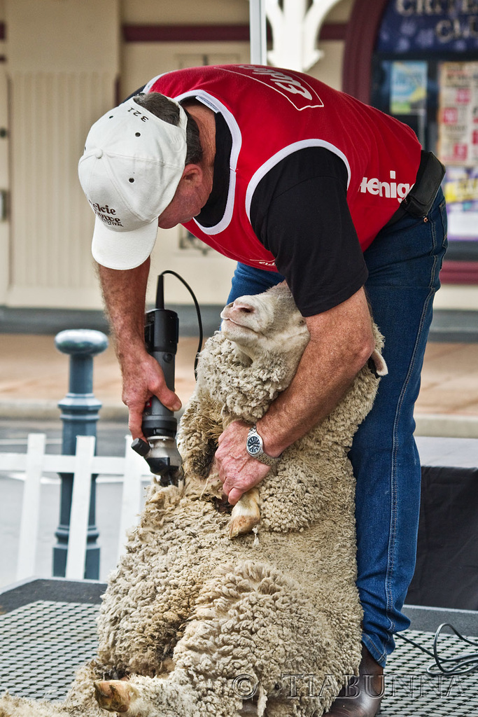 A wooly jumper