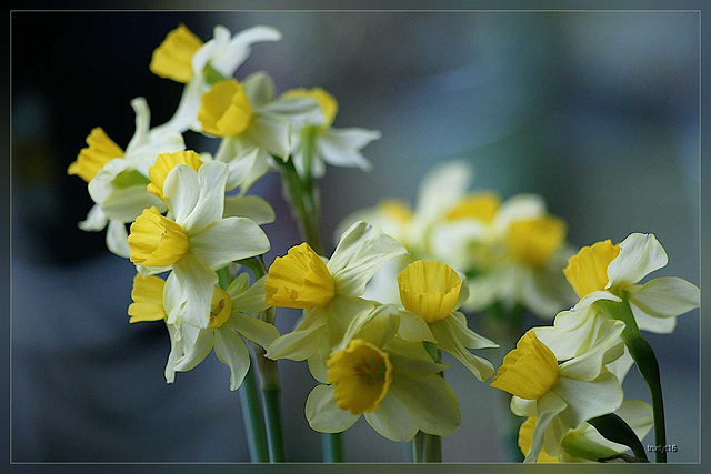 narcissen