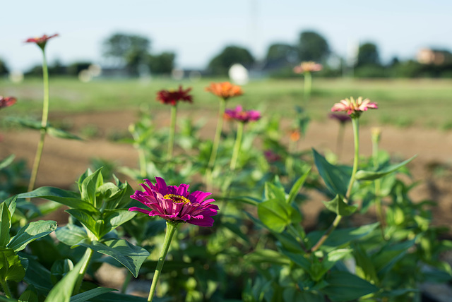 Zinnia