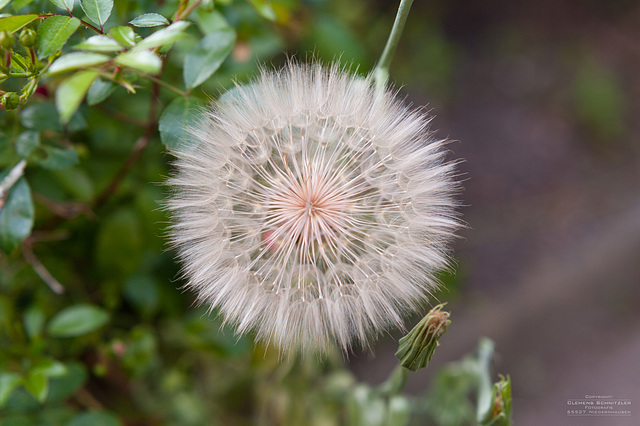 Pusteblume