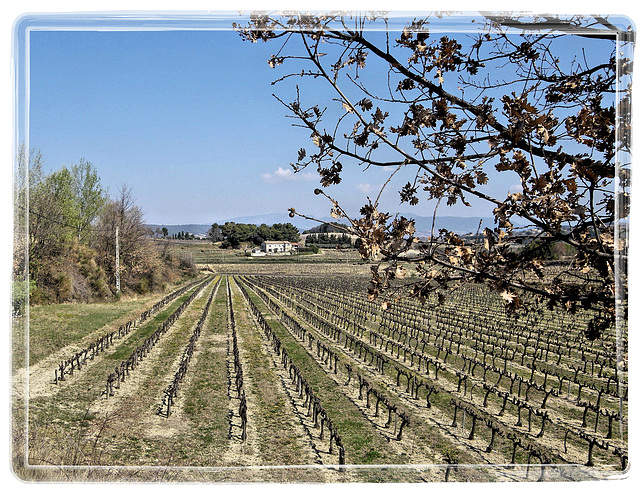 Environs de Vaison-la-Romaine (84) 27 mars 2012.