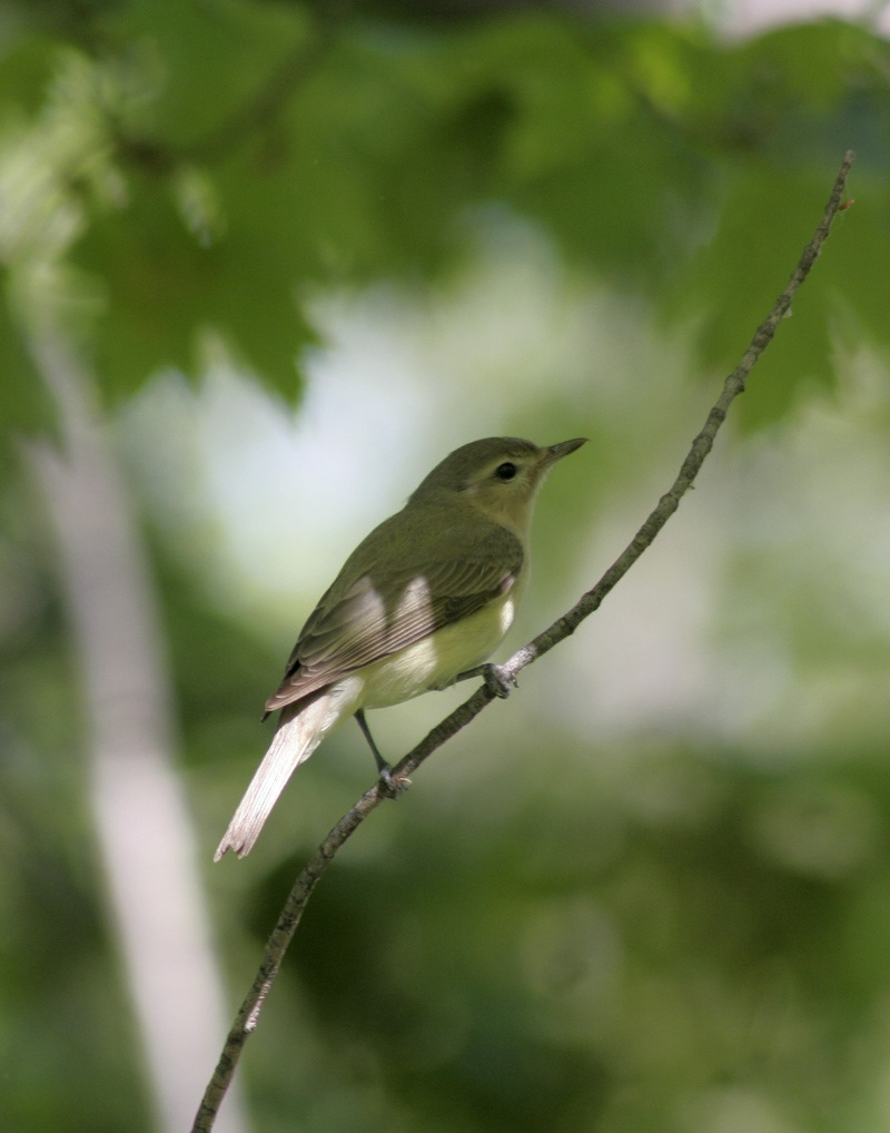 warbling vireo / viréo mélodieux