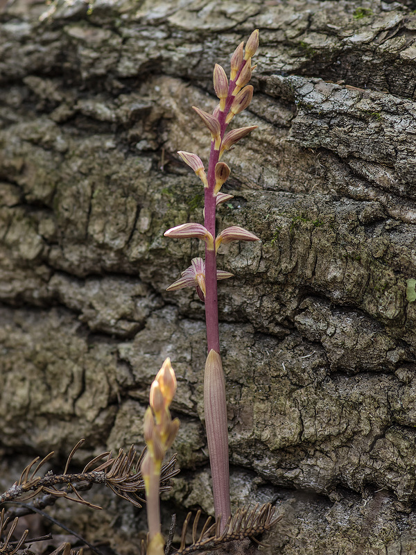 Corallorhiza striata var. striata (Striped Coralroot orchid)
