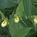 Columbia Hybrid Lady's Slipper