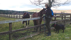 Inquisitive young ponies on the Speyside Way.
