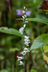 Spiranthes lacera var. gracilis (Southern Slender Ladies'-tresses orchid)