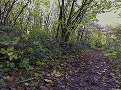 Woodland path with some of natures fencing material