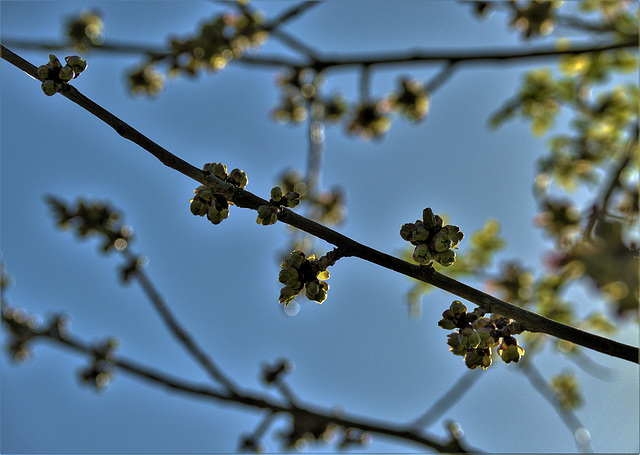 Springing And Budding