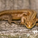 Common lizard