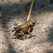 I think this is a frog the toad younsters were out earlier in the year.