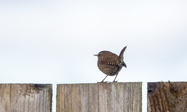 Wren