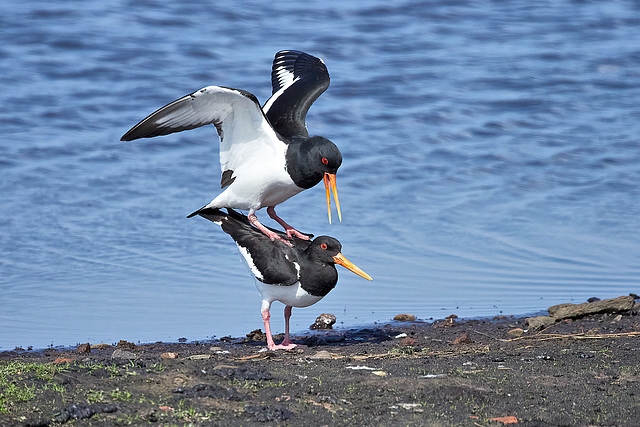 Making Oystercatchers