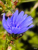 Cichorium endivia, achicoria.