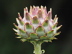 Artichoke head