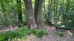 Tie a Green Fence Round the Ole Oak Tree