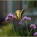 a surprising Swallowtailbutterfly visited a Verbena