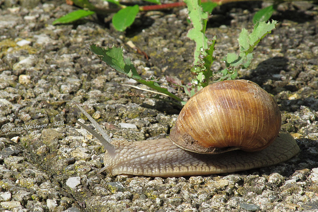 Weinbergschnecke