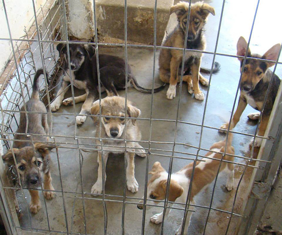 (1) 13.08.2015, Puppies from Bragadiru on death row