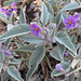 Solanum ellipticum, PJL 2872