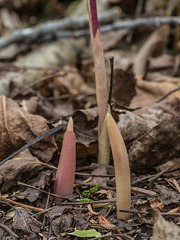 Corallorhiza striata var. striata (Striped Coralroot orchid)