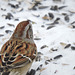 Song Sparrow