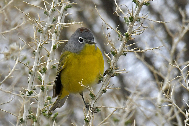 Nashville Warbler