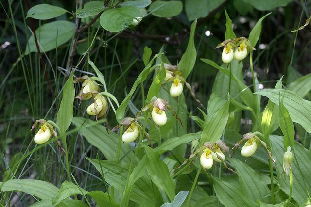 Columbia Hybrid Lady's Slipper