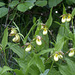 Columbia Hybrid Lady's Slipper