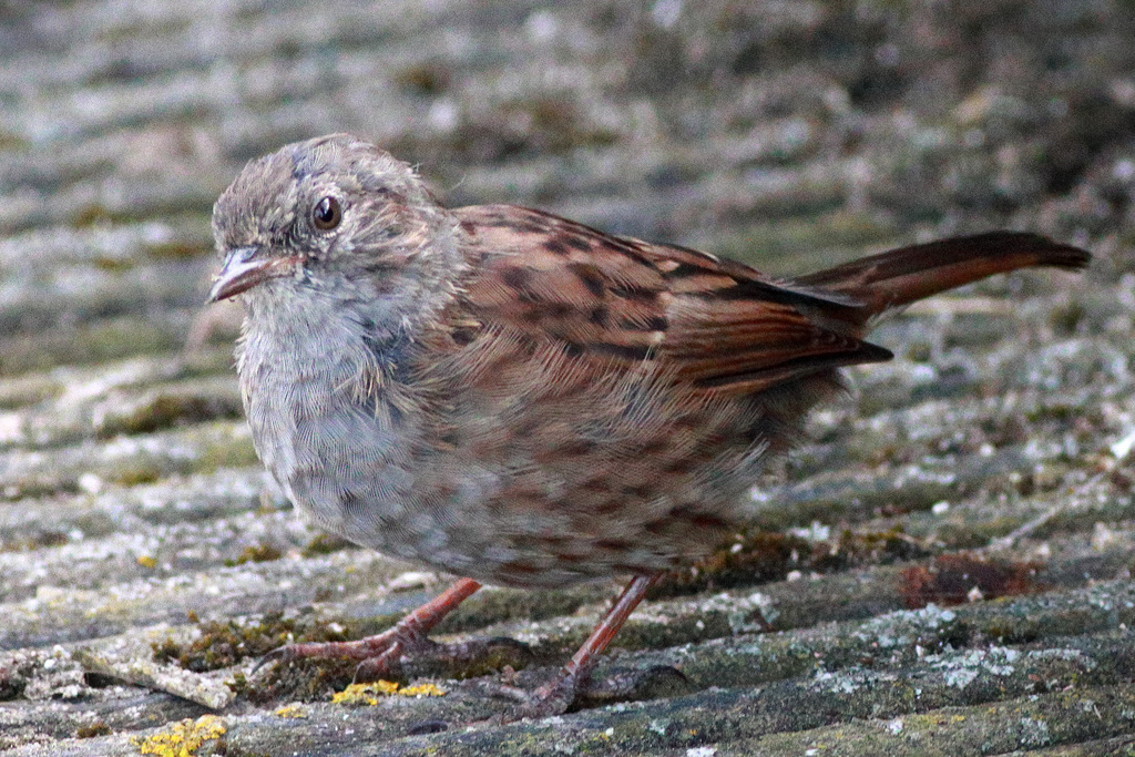 EOS 90D Peter Harriman 10 21 39 73682 dunnock dpp