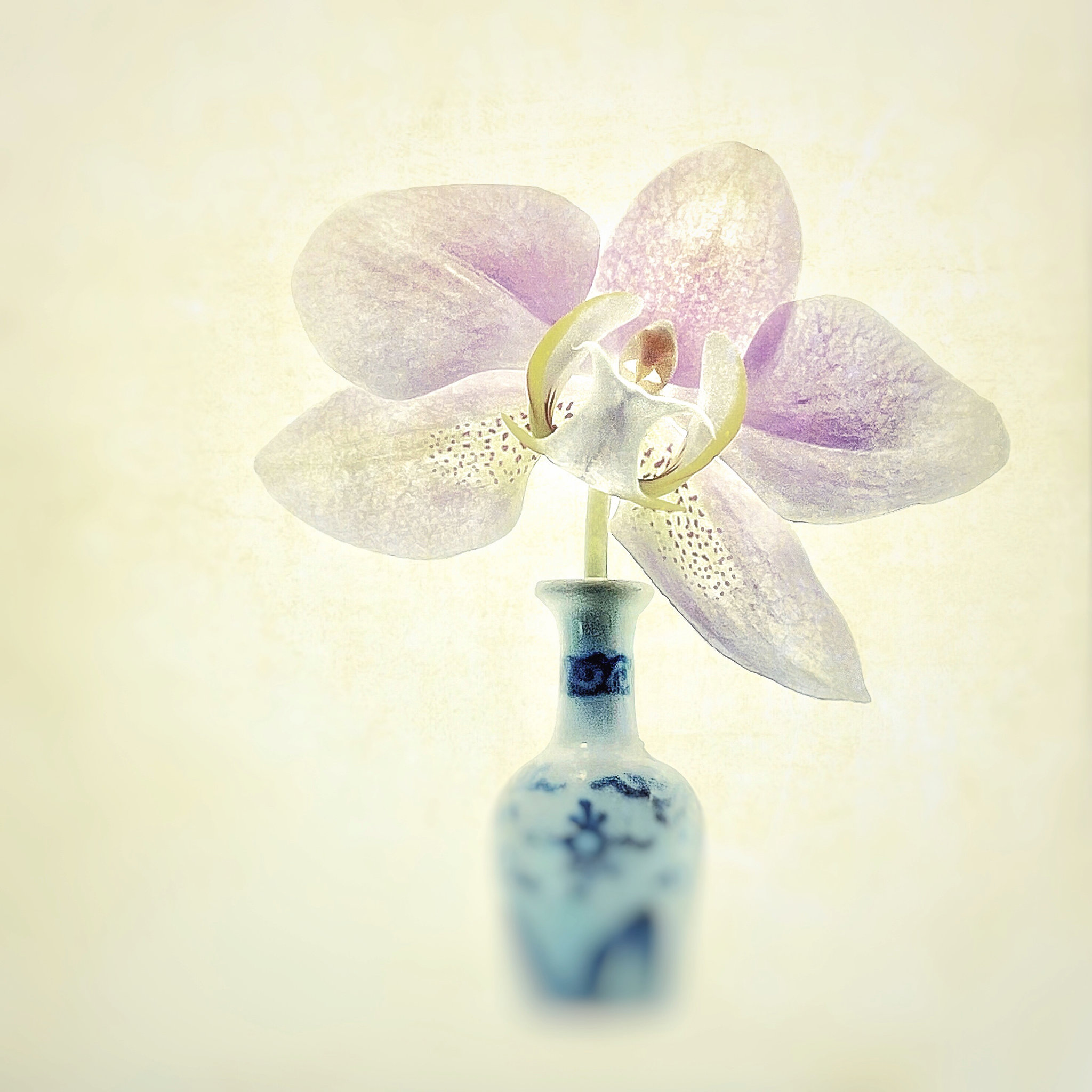 saturday orchid