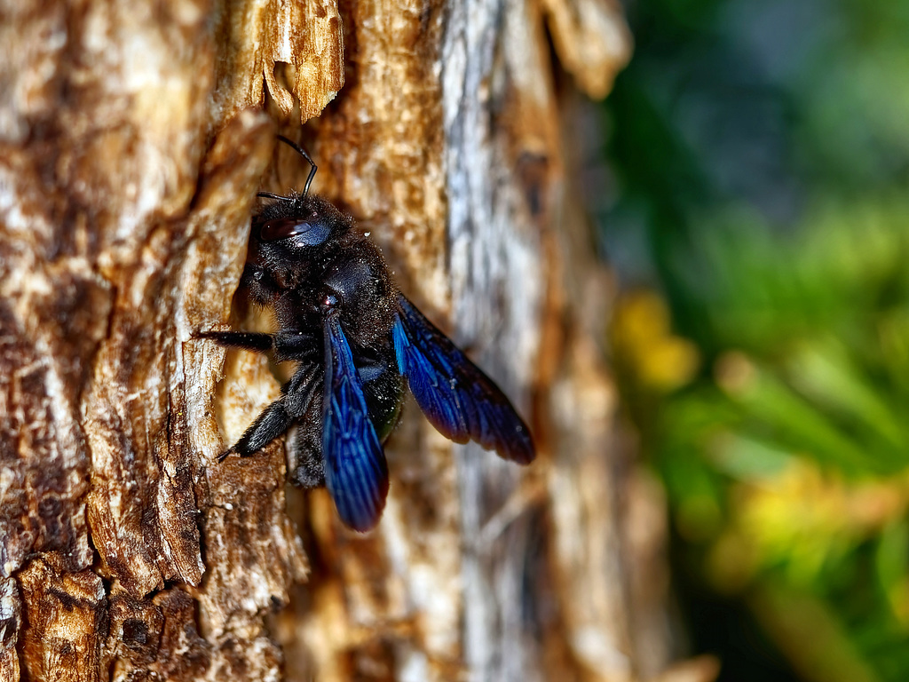 Xylocopa violacea (PiP)