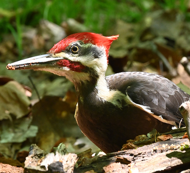 ipernity: Pileated woodpecker IMG 20230521 201145 - by Andrew Trundlewagon