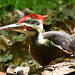 Pileated woodpecker IMG 20230521 201145