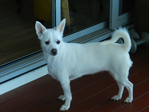 Bella