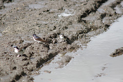 House Martins