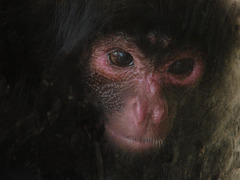 Zoo de Martinique au Carbet