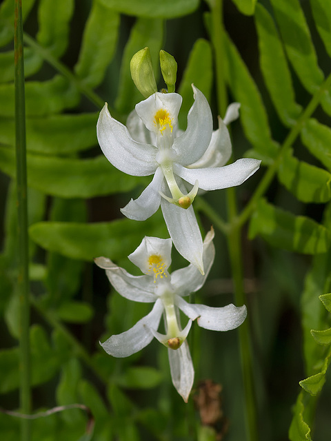 Calopogon pallidus (Pale Grass-pink orchid)