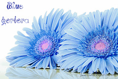 Blue Gerbera