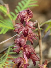 Corallorhiza striata var. striata (Striped Coralroot orchid)