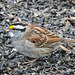 White-throated Sparrow