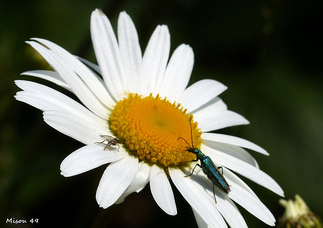 MON JARDIN