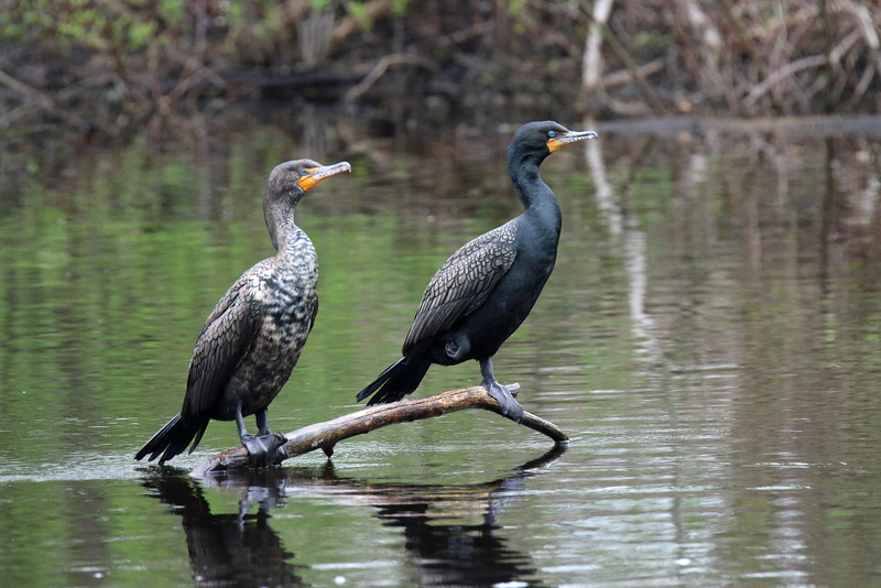 Double-crested Cormorants (Explored)