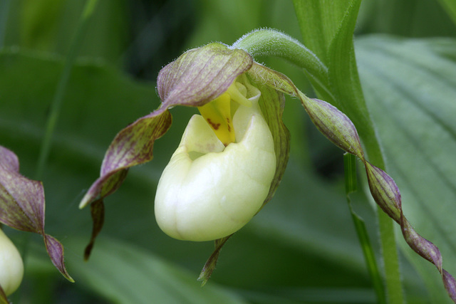 Columbia Hybrid Lady's Slipper