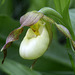 Columbia Hybrid Lady's Slipper