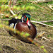 Male Wood duck (Aix sponsa)