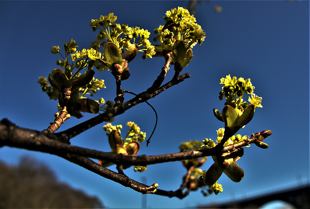 Springing And Budding