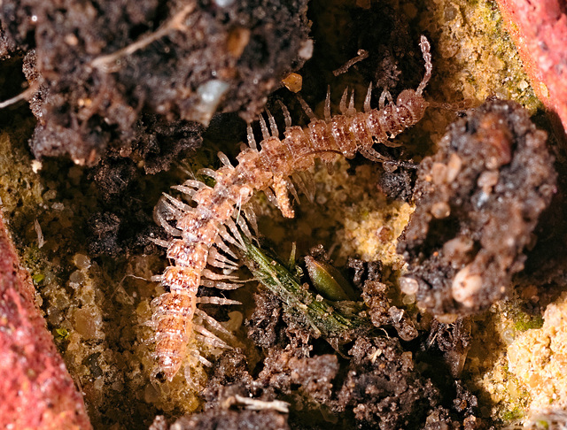 IMG 0709 Millipedev2