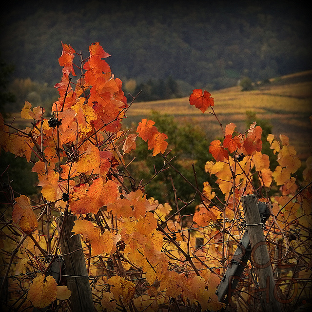 l'Automne des vignes