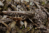 Myrmeleotettix maculatus (Mottled Grasshopper)